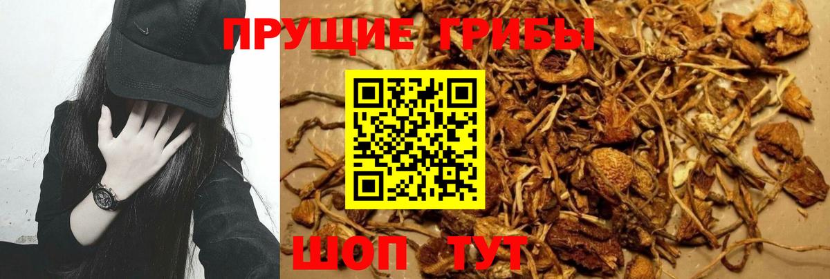 Галлюциногенные грибы GOLDEN TEACHER Северск